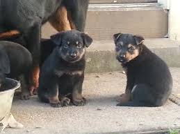 The german shepherd rottweiler dog is 50% german shepherd and 50% rottweiler. Rottweiler German Shepherd Mix Puppies For Sale In Dallas Texas Classified Americanlisted Com