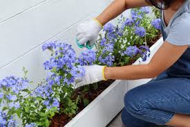 Image result for Plumbago