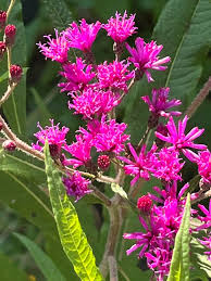 Image result for Vernonia turbinella