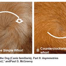 Hair cowlick 7 ways to fight the battle and win. Five Fascinating Facts About Dog Hair Whorls Dog Discoveries
