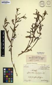 Image result for Sphaeranthus peduncularis