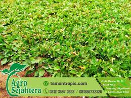 Rumput gajah mini dengan legum siratro terhadap kandungan protein dan serat. Rumput Gajah Mini Putih
