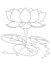 Image Result For Lotus Colouring Images Lotus Flower Drawing Lotus Flower Outline Lotus Flower Pictures