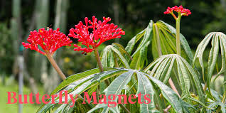 Image result for Jatropha