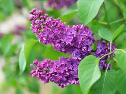 Fiorellini a grappolo profumatissimi che crescono inizio primavera : Piante E Fiori Di Maggio Quali Fioriscono E Quali Coltivare Garden Center Primula Gialla