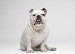 Bulldog Breeds - Bull Dog - English Bulldog, American ...