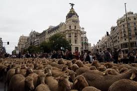 عاصمتها هي مدينة مدريد والتي هي أيضاً عاصمة إسبانيا، تنفرد المنطقة بمقاطعة واحدة وهي مدريد. Ø¬Ù†Ø¯ÙˆØ§ Ø§Ù„Ø£ØºÙ†Ø§Ù… Ø¹Ù„Ù‰ Ø·ÙˆÙ„ Ø´ÙˆØ§Ø±Ø¹ ÙˆØ³Ø· Ù…Ø¯ÙŠÙ†Ø© Ù…Ø¯Ø±ÙŠØ¯ Ø®Ù„Ø§Ù„ Ù…Ù‡Ø±Ø¬Ø§Ù† Ù‡Ø¬Ø±Ø© Ø§Ù„Ù…ÙˆØ§Ø´ÙŠ ÙÙŠ Ø¹Ø§ØµÙ…Ø© Ø§Ø³Ø¨Ø§Ù†ÙŠØ§ Ù…Ø¯Ø±ÙŠØ¯ ÙÙŠ 23 Ø§ÙƒØªÙˆØ¨Ø± ØªØ´Ø±ÙŠÙ† Ø§Ù„Ø£ÙˆÙ„ ÙˆÙ‡Ùˆ Instagram Instagram Posts Street View