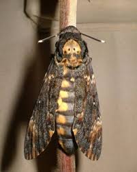 A spot about a foot square should do. The Death S Head Hawk Moth And Hawk Moths Of Tenerife And The Canary Islands Hubpages