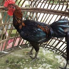 Ayam Pelung Jantan Ayamjantan Ayampelung Jualayampelung Jagopelung Ternakpelung Ternakayam Http Ift Tt 2n8txcl Rooster Photo Views