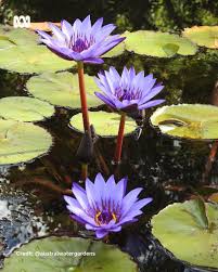 Image result for Nymphaea nouchali