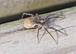 Wolf spiders are anywhere from ½ inch long to 2 inches long. Thin Legged Wolf Spider Field Station