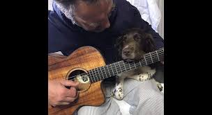 The key element to any ukulele is the instrument's strings. Stve Author At Brook Guitars