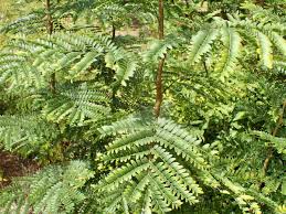 Image result for Gleditsia triacanthos