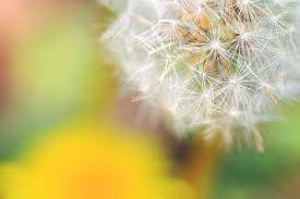 Dandelion Is Steeped In Symbolic Meaning Including Vitality Life And Purity As A Symbol Of The Sun For Both Its Fiery Color And Dandelion Psd Wallpaper Psd