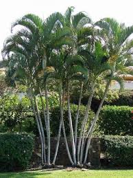 There are almost 3,000 separate species of palm tree. Separating Dypsis Lutescens Discussing Palm Trees Worldwide Palmtalk