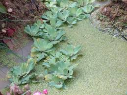 Image result for Pistia