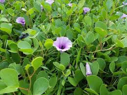Image result for Ipomoea pes-caprae