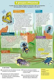 Epingle Par Ecole A La Maison Ressource Sur Mon Quotidien Culture G Dipteres Animaux Chrysalide