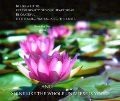 Be Like A Lotus Let The Beauty Ofn Yoᘮર Heart Speak Be Grateful To The Mud Water Air Light Shine Like The Whole Unive Rumi Quotes Wholeness Water Lilies