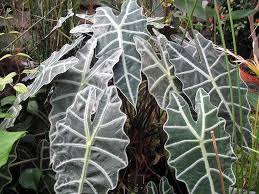Esposizione negozio foglia di fiddle fig ficus piante d'appartamento piantare fiori sweet home giardini interni. Piante Da Appartamento Per Stanze Con Poca Luce Idee Green