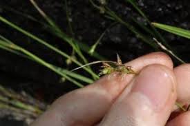 Image result for Scleria sp.no.1