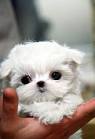 teacup puppies for sale in Virginia Classifieds & Buy and ...