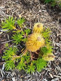 Image result for Barleria spinulosa