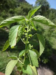 Image result for Acalypha lanceolata