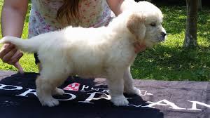 Filhote Macho Europeu Cor English Cream Canil Calli Golden Retriever Facebook