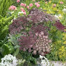 Image result for Daucus carota
