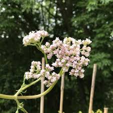 Image result for Valeriana capensis