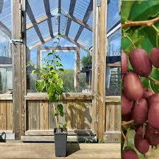 Image result for foto minikiwi