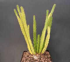 Image result for Euphorbia mlanjeana
