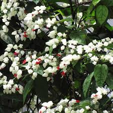 Maybe you would like to learn more about one of these? Bleeding Heart Vine Glory Bower Clerodendrum Thomsoniae My Garden Life