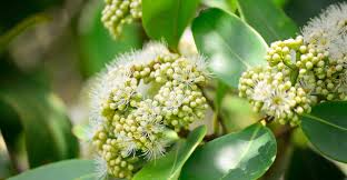 Image result for Salacia