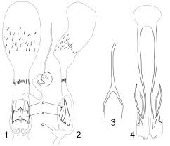 Image result for Nesphostylis holosericea