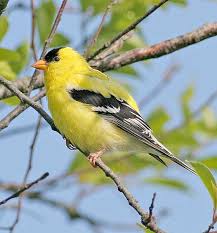 Birds Of Western Washington Identification Washington State Bird The Gold Finch State Birds Finches Bird Animals