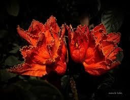 Image result for Vernonia gerberiformis