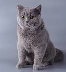 British Shorthair - Price, Personality, Lifespan