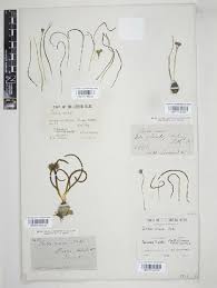 Image result for Dipcadi vaginatum