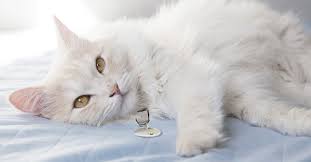 Some breeders wanted to introduce new colours and patterns while. Meet The White Cat Breeds Petfinder