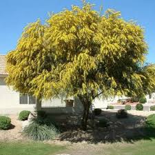 Image result for Acacia decurrens