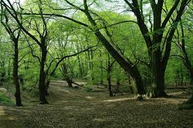 Epping forest, district, administrative and historic county of essex, england. Epping Forest Records 250 Increase In Visitors During Lockdown Horticulture Week