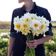 Narcissus Flower Drift Narcissus Flower Narcissus Heirlooms Flowers
