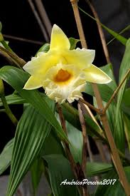 Image result for Urochloa xantholeuca