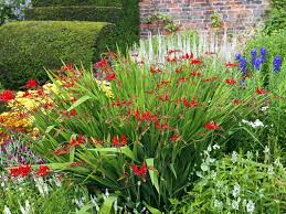 Supplying all types of people our plants. Border Plants Flower Borders How To Design Plant Them Saga