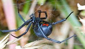 There are three known species of poisonous spiders that may inhabit new hampshire residences: Venomous Texas Spiders Which Two Species To Look Out For