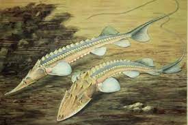 40 Meanest Fish Rare Fish Fish Fish Print