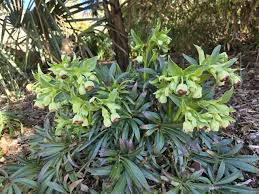 Image result for Laurembergia