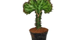 Euphorbia Lactea Euphorbia Plants